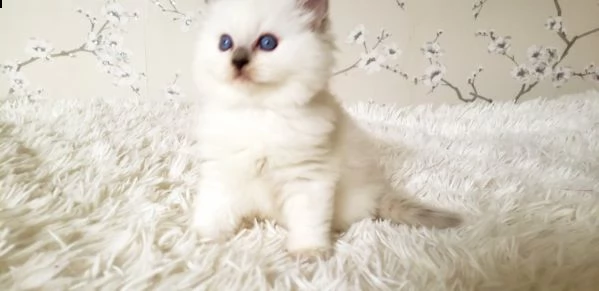 bellissimi ragdoll kittens-champion line-active