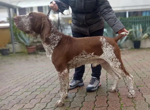 Bracco Italiano Stallone Roano-Marrone disponibile per monte | Foto 1