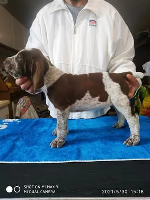 Bracco Italiano Stallone Roano-Marrone disponibile per monte | Foto 0