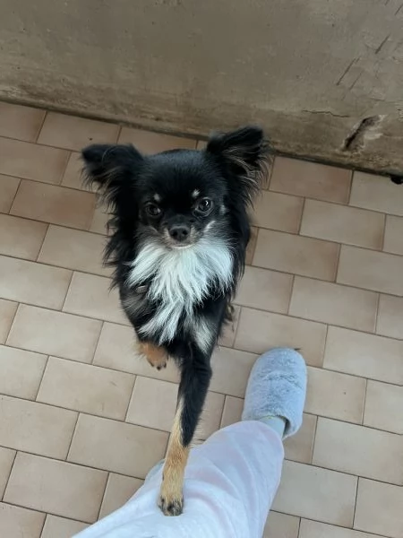 Chihuahua pelo lungo  | Foto 4