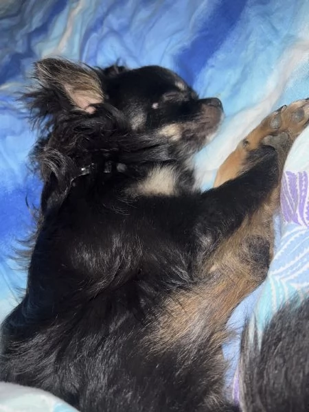 Chihuahua pelo lungo  | Foto 3