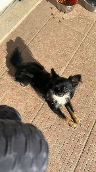 Chihuahua pelo lungo  | Foto 1