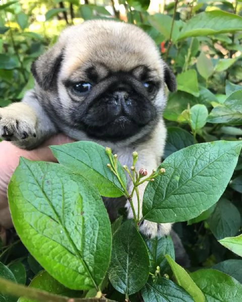 regalo carlino | Foto 0