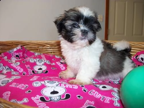 cuccioli shih tzu