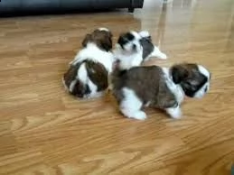 cucciolo di shih tzu tenerissimi intrigantissimi e buonissimi di 70 giorni sia maschi che femmina ot
