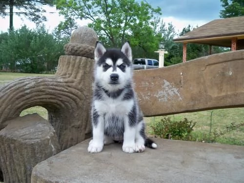 cuccioli di siberian husky