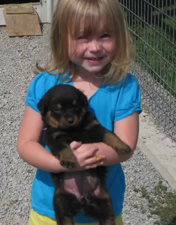 cuccioli di rottweiler.