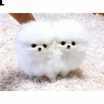 cucciolo pomeranian