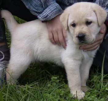 disponibili cuccioli di labrador