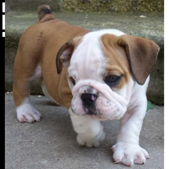 cuccioli di bulldog inglese
