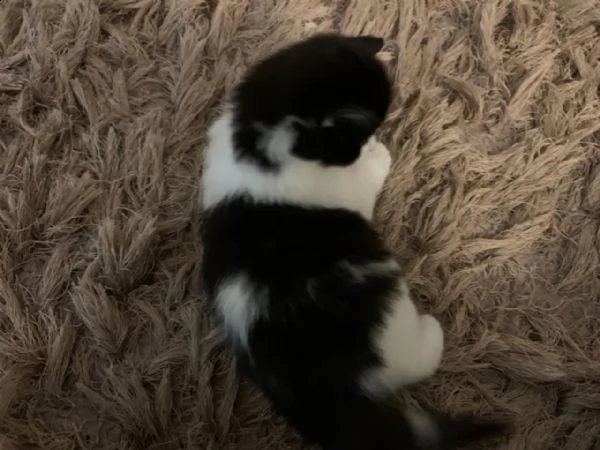 cuccioli di norvegese | Foto 0