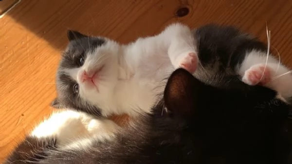 cuccioli di norvegese