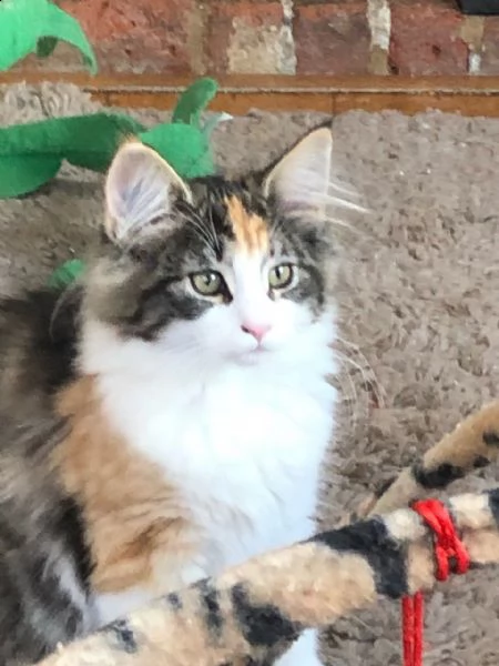 cuccioli di norvegese maschi e femmine | Foto 1