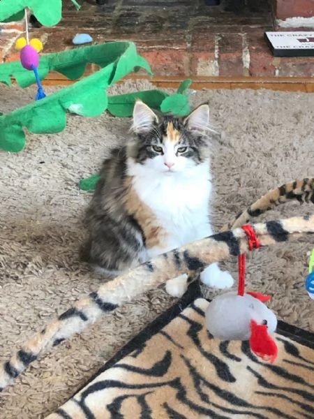 cuccioli di norvegese maschi e femmine | Foto 0