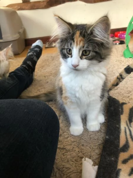 cuccioli di norvegese maschi e femmine