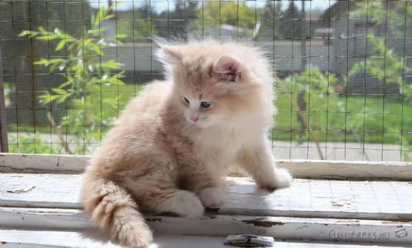 cuccioli di norwegese | Foto 2