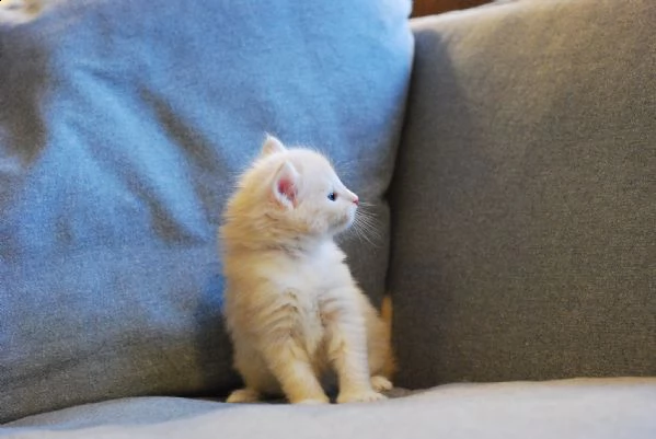 cuccioli di norwegese | Foto 1