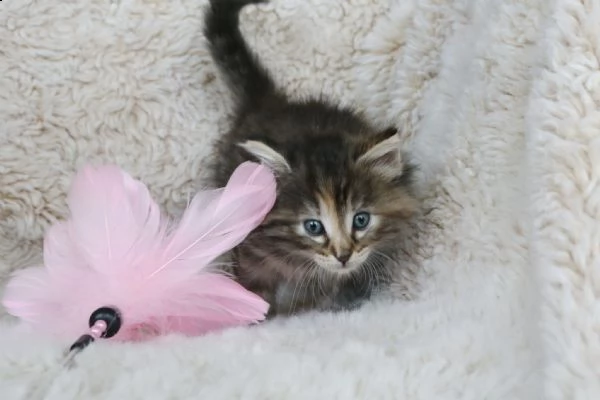 cuccioli di norwegese | Foto 0