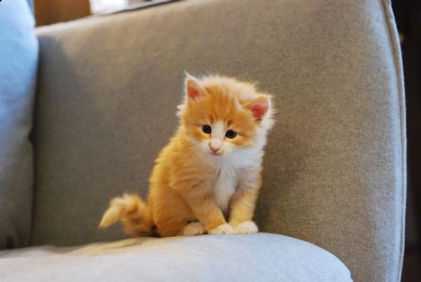 cuccioli di norwegese