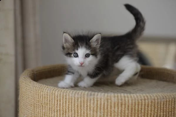 cuccioli di norvegesi delle foreste | Foto 0