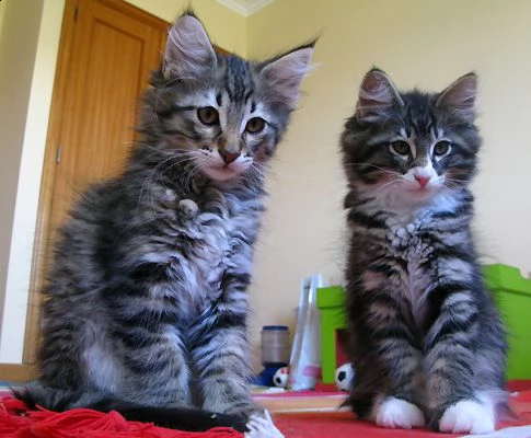 cuccioli di norvegesi delle foreste