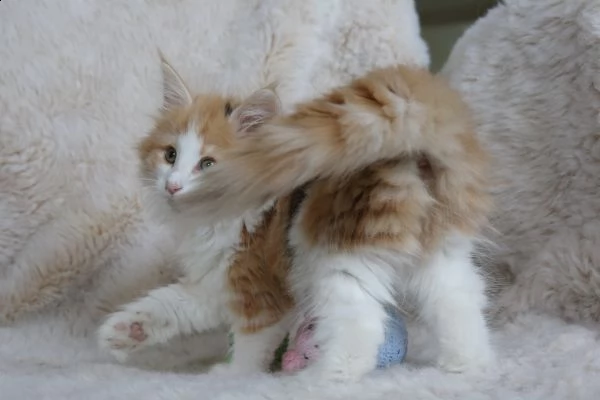 dispongo di 5 cuccioli di gatti norvegesi | Foto 1