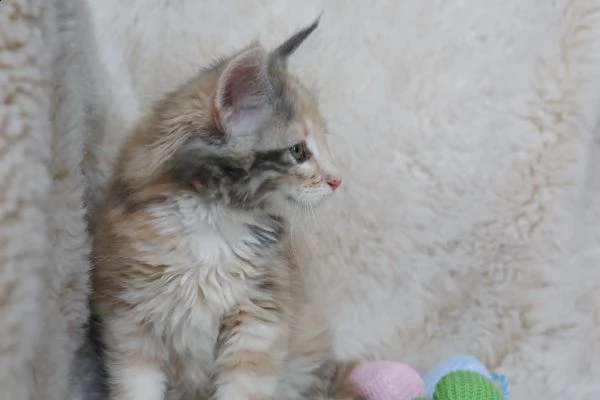 dispongo di 5 cuccioli di gatti norvegesi | Foto 0