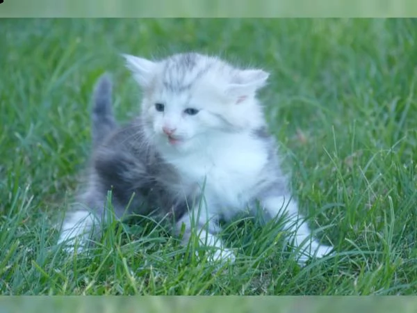 dispongo di 5 cuccioli di gatti norvegesi