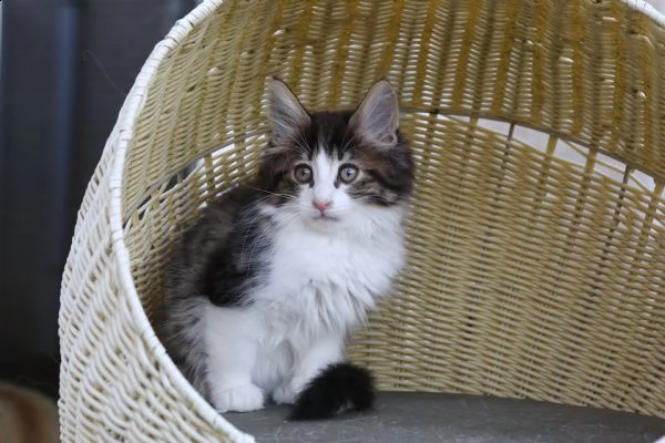 5 cuccioli norvegese delle foreste | Foto 1