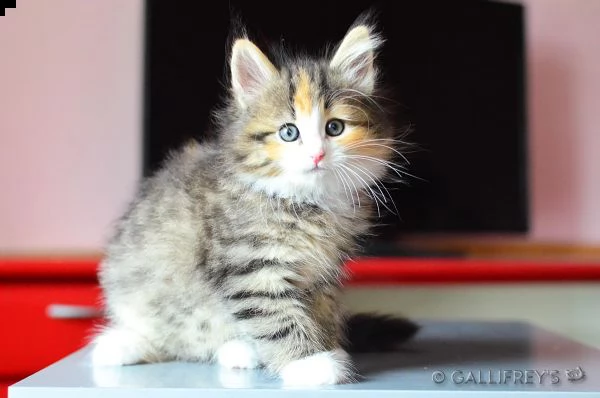 5 cuccioli norvegese delle foreste | Foto 0