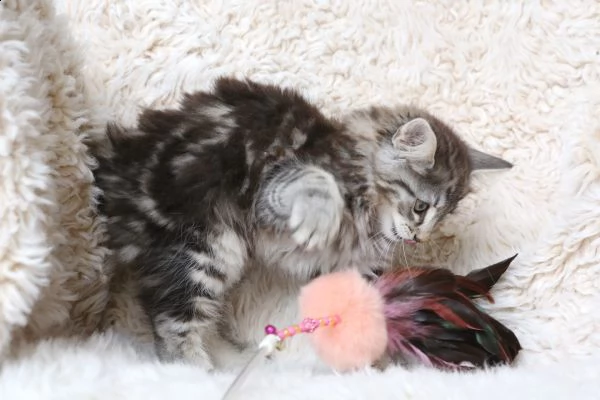 5 cuccioli norvegese delle foreste