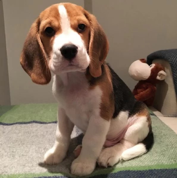 disponibili simpatici cuccioli di beagle.
