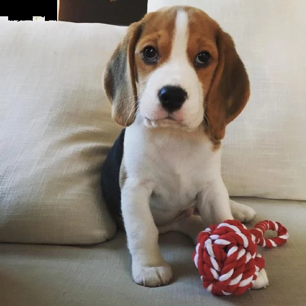 disponibili simpatici cuccioli di beagle