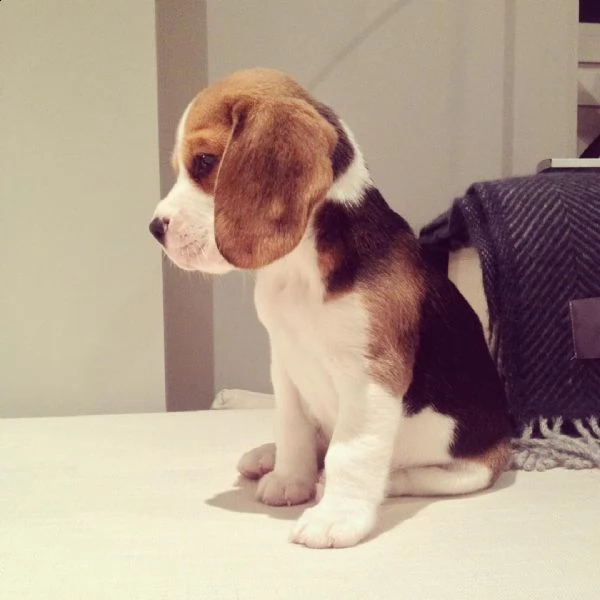 disponibili simpatici cuccioli di beagle.
