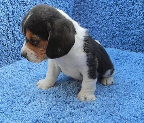 stupendi cuccioli di beagle maschi che femmine nb,