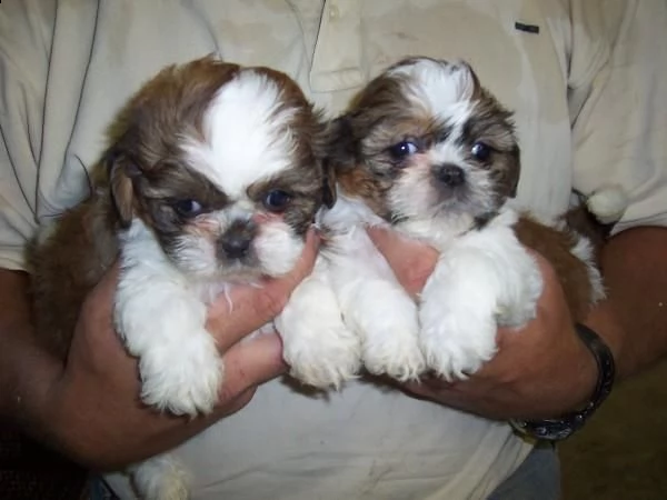 cuccioli shih tzu femminucce e maschietti 