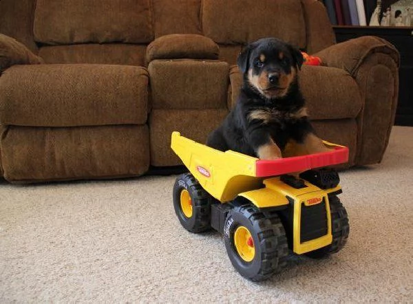 rgalo cuccioli di rottweiler.