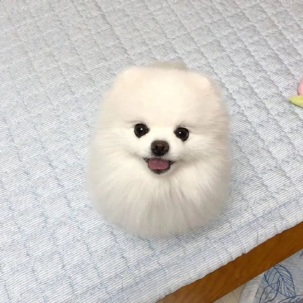 regalo cucciolo da volontario