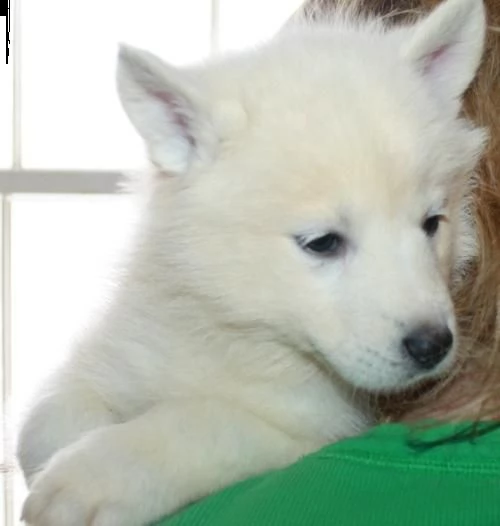 cuccioli di siberian husky