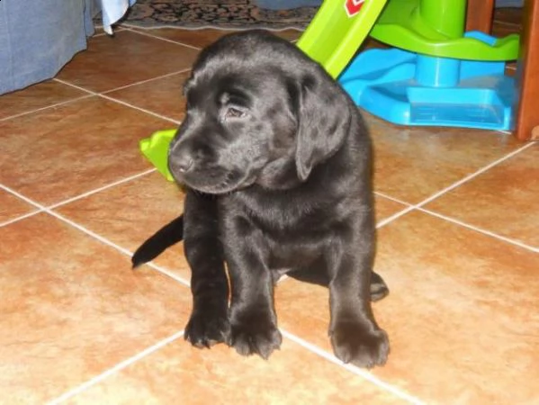cuccioli di labrador