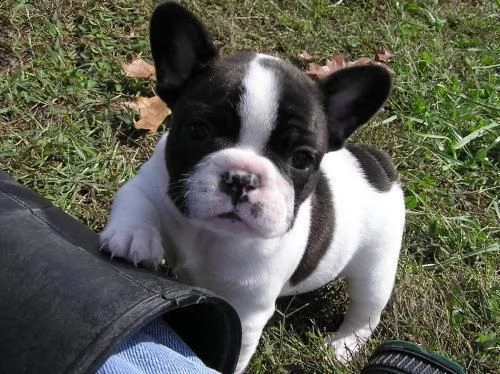 cuccioli di bouledogue francese con importante