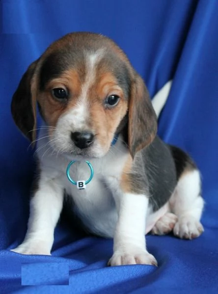 stupendi cuccioli di beagle maschi che femmine nb,