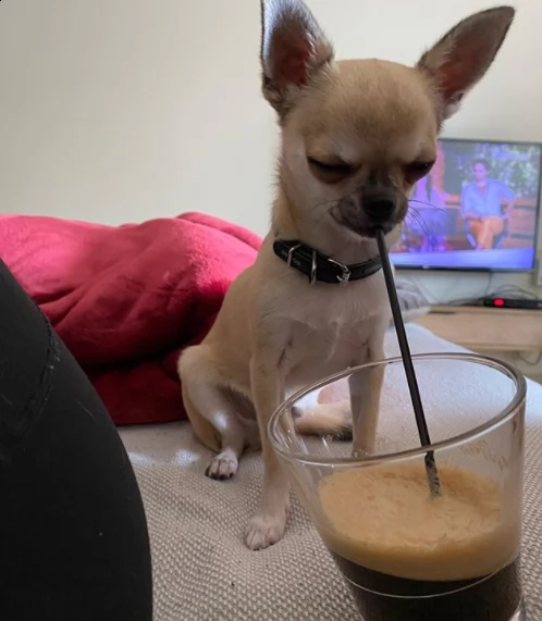 cuccioli chihuahua maschi e femmine disponibili per l'adozione