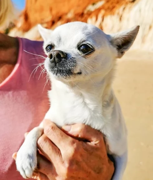 regalo cuccioli chihuahua in bianco e nero per l'adozione