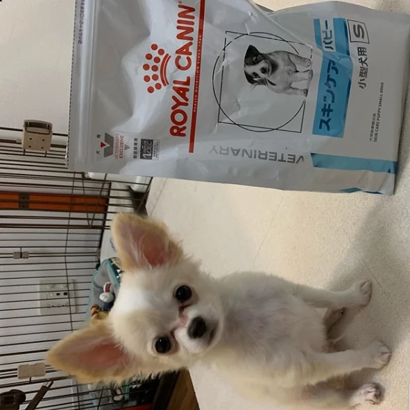 cucciolo di pomerania per regalo
