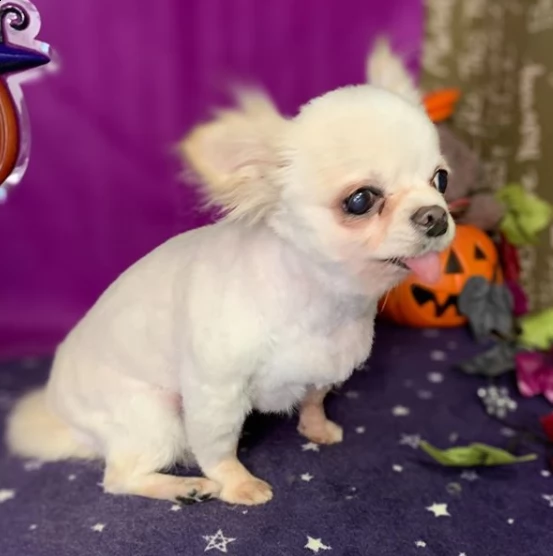 cucciolo di pomerania di razza per regalo... | Foto 0