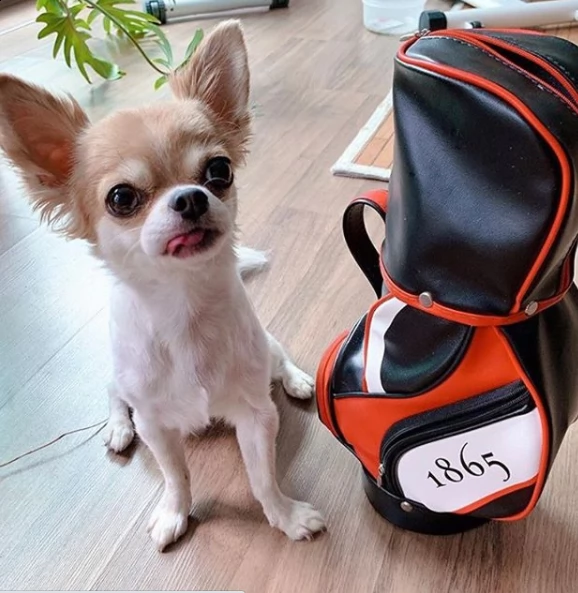 bellissimo cucciolo di chihuahua per regalo