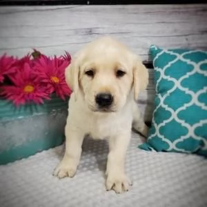 regalo labrador retriever 
