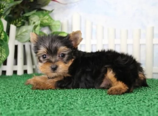  cuccioli di yorkshire