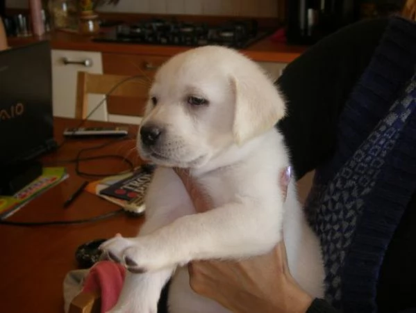 cuccioli di labrador